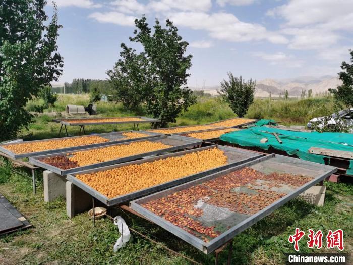 圖為肅北蒙古族自治縣的“李廣杏”。(資料圖) 受訪者供圖