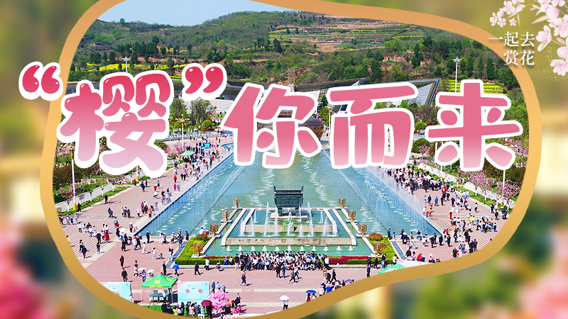 海報|春色爛漫，一組海報“云賞”櫻花盛開