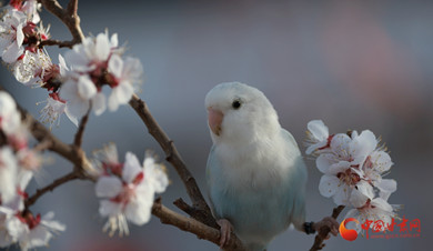 杏花枝頭鸚鵡鬧