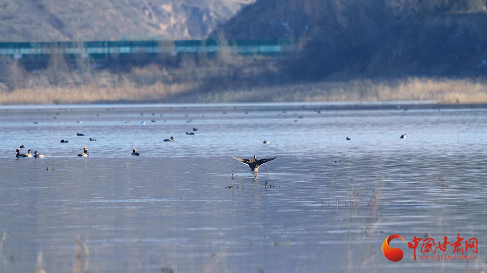 隴拍客|靜寧懸鏡湖：水鳥(niǎo)翔集 盡顯生態(tài)和諧之美