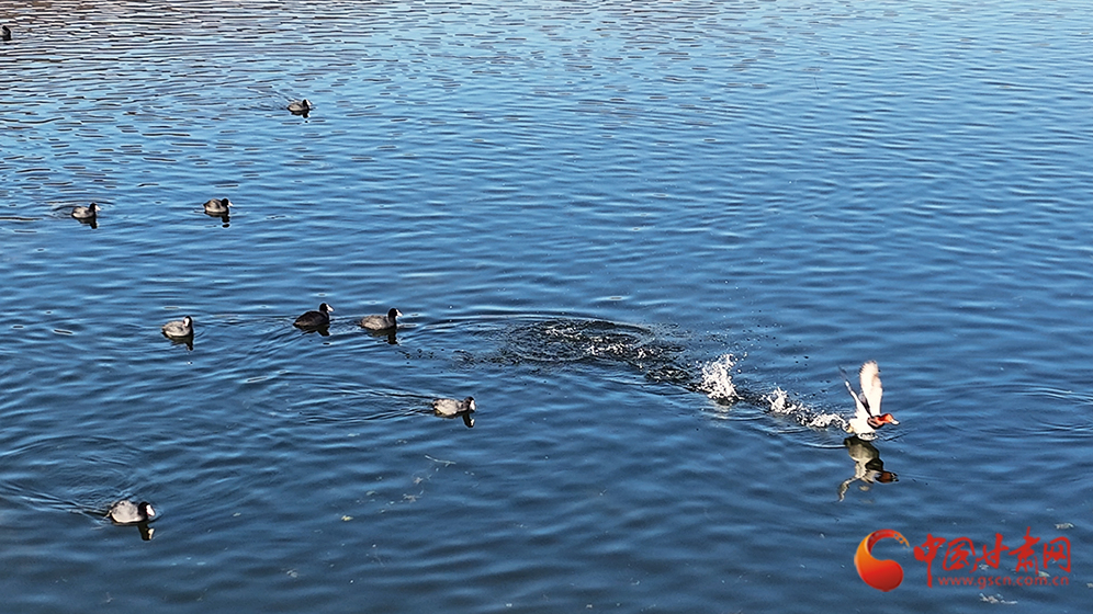隴拍客|靜寧懸鏡湖：水鳥(niǎo)翔集 盡顯生態(tài)和諧之美