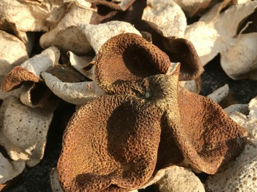 廣西浦北通報“速成工藝陳皮”